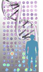 human genetics