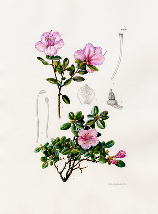 Lilian Snelling