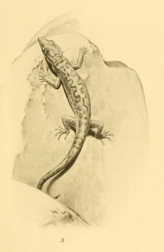 Sphaerodactylus pacificus