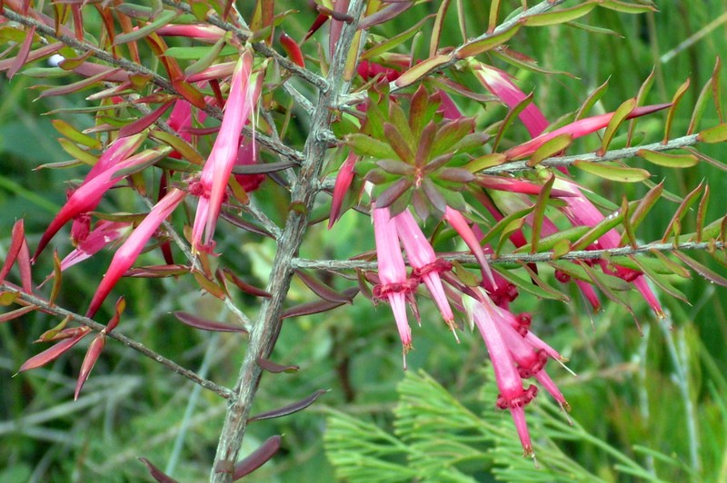 Styphelia