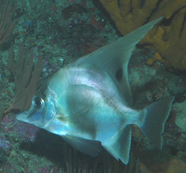 Pentacerotidae