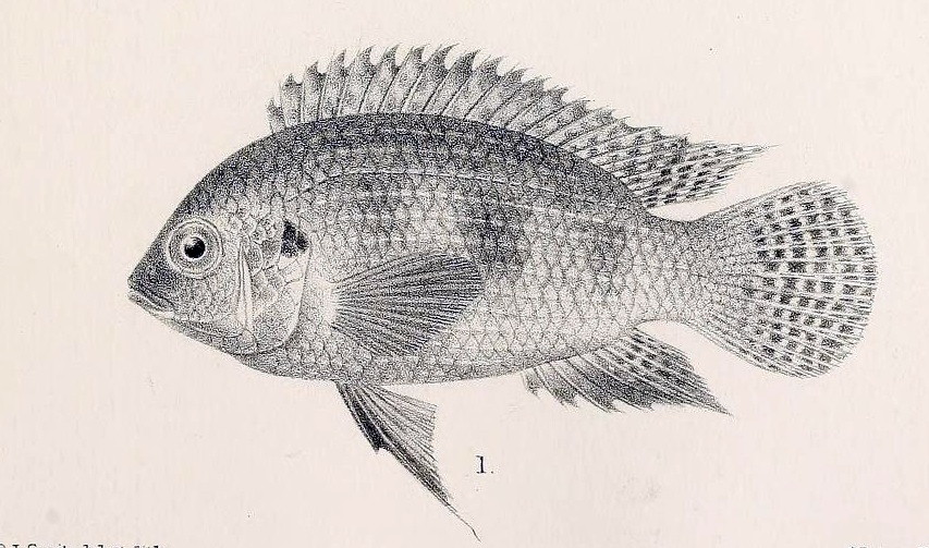 Thysochromis ansorgii