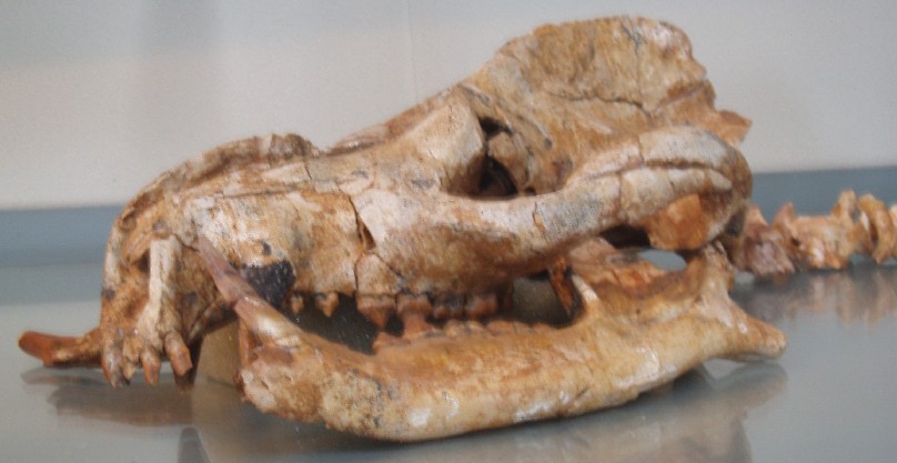 Arctocyon