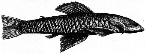 Chaetostoma loborhynchos