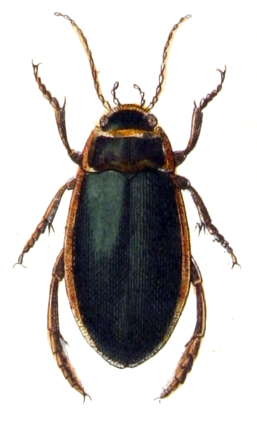 Dytiscus circumflexus