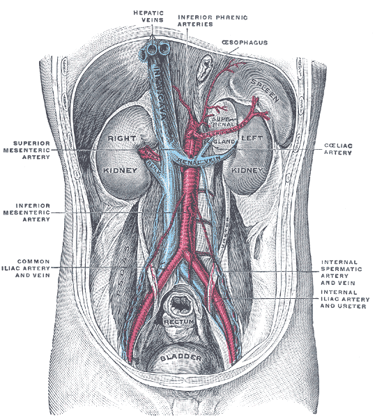 hepatic vein