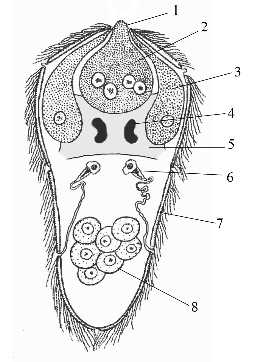 miracidium