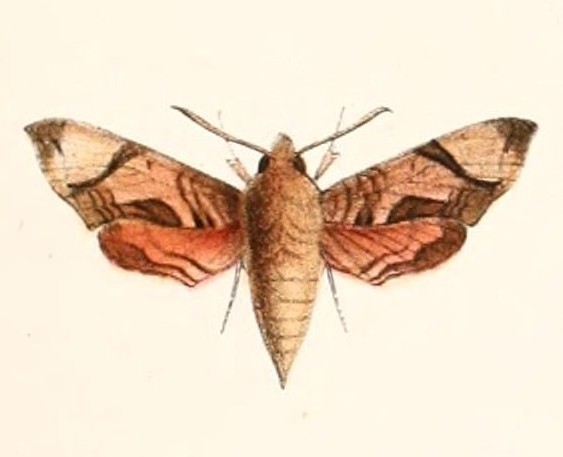 Temnora