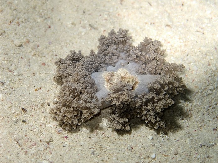Actinodendronidae