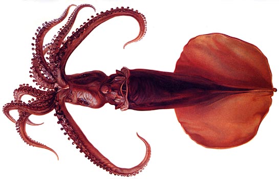Mastigoteuthis