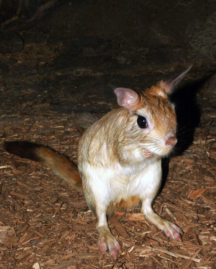 Pedetes