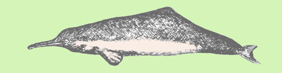 La Plata dolphin