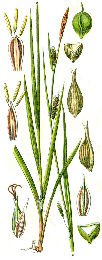 Carex laevigata