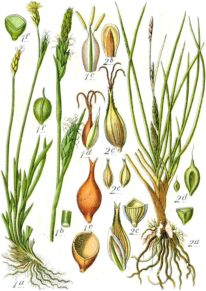Carex hordeistichos