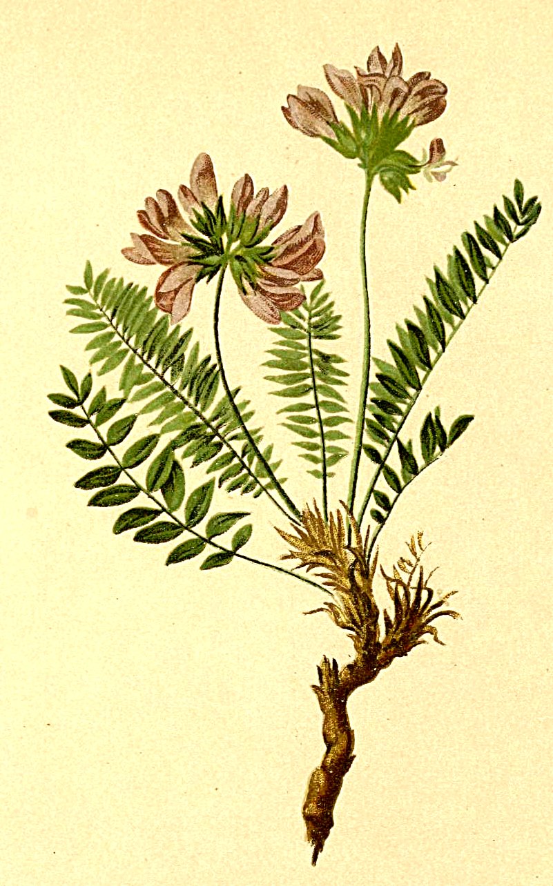 Oxytropis halleri