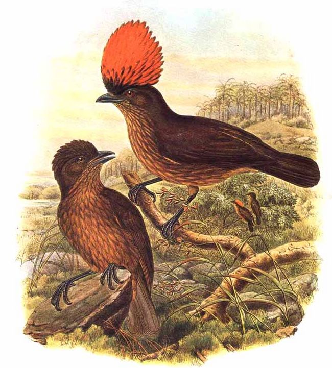 Amblyornis