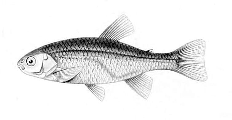 Cheirodon