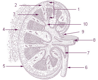 renal cortex