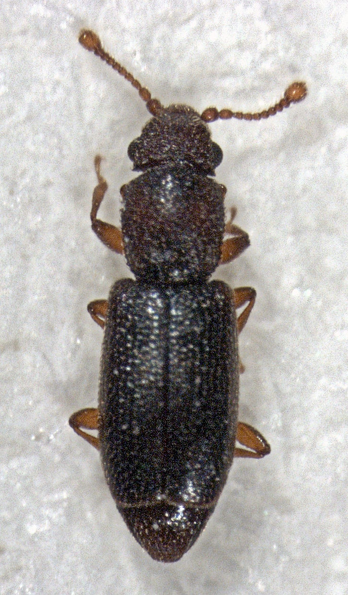 Monotomidae