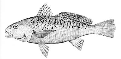 Sciaenidae