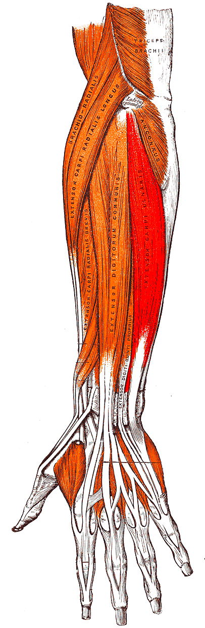 extensor carpi ulnaris muscle