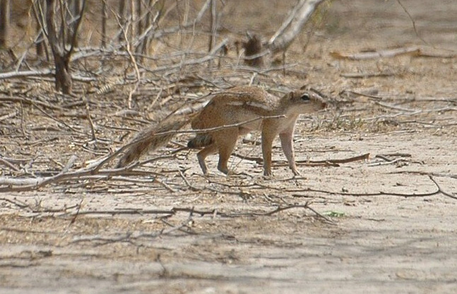 Xerus erythropus