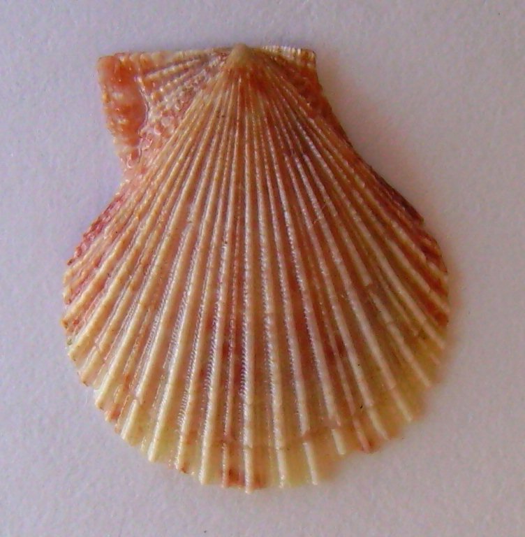 Chlamys