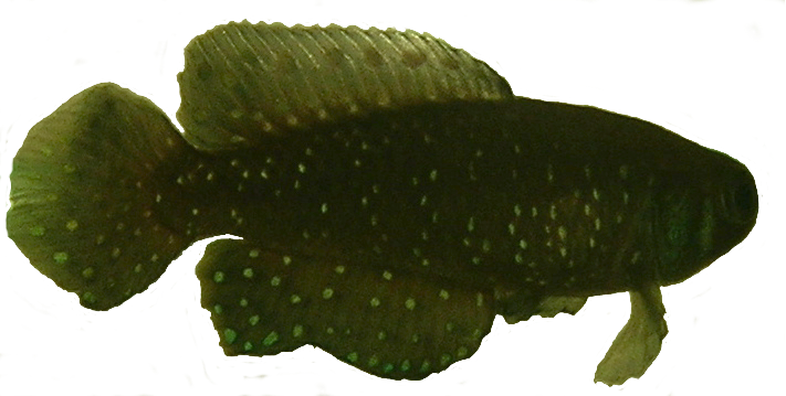Cynolebias