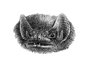 Seychelles Sheath-tailed Bat