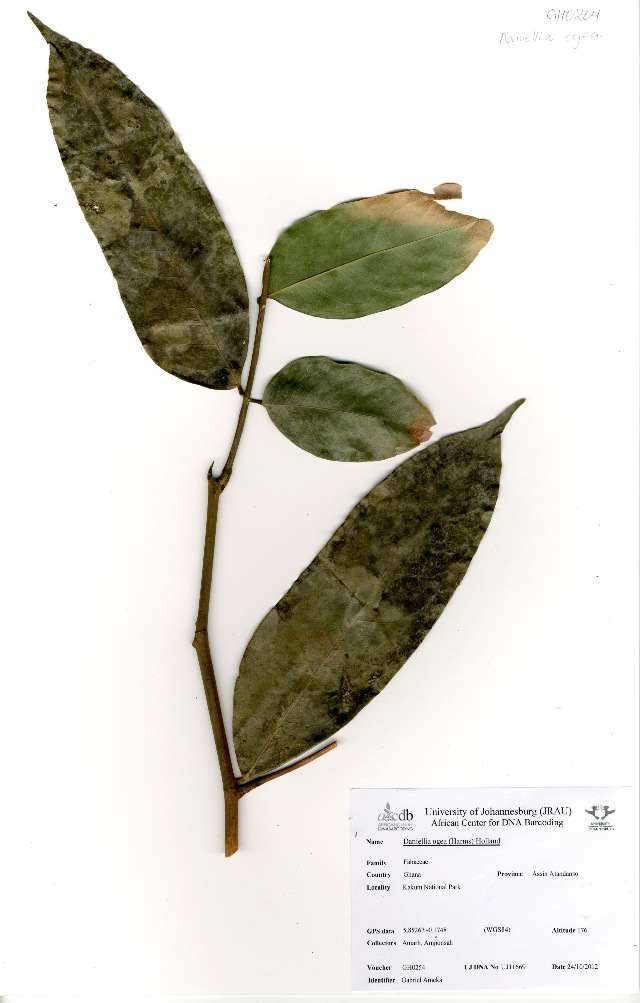 Daniellia