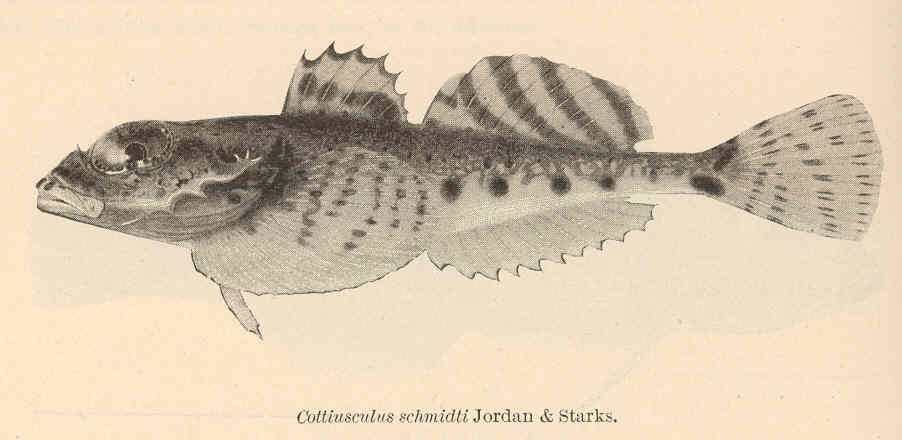 Cottiusculus