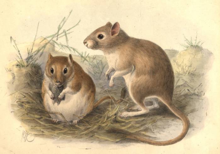 Meriones meridianus