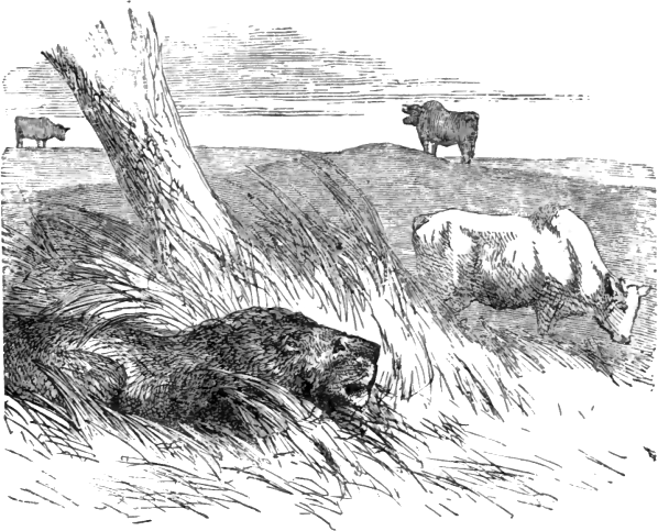 The Bulls and the Lion