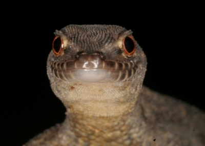 Gymnodactylus darwinii