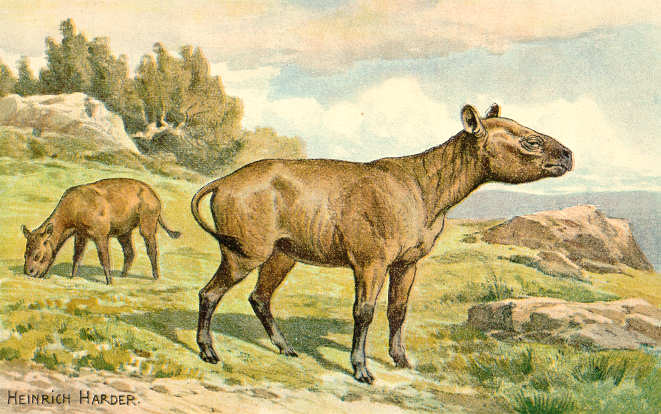 Ceratomorpha