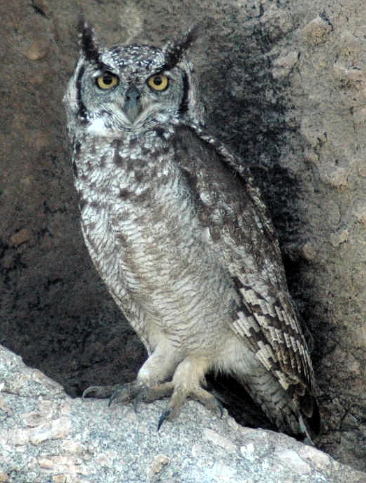 Spotted Eagle-Owl