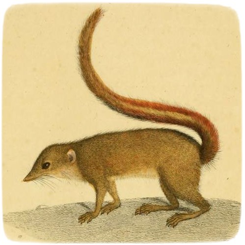 Striped treeshrew