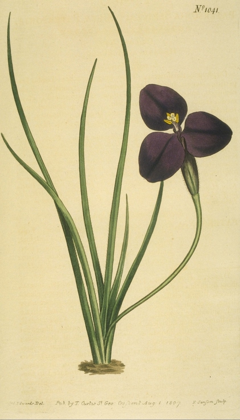 Patersonia