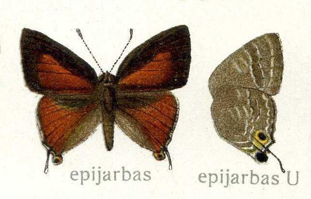 Deudorix
