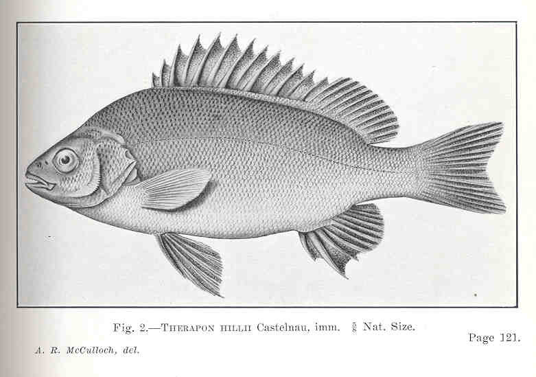 Leathery grunter