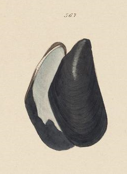 Mytilus trossulus