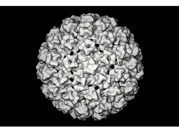 Papovavirus