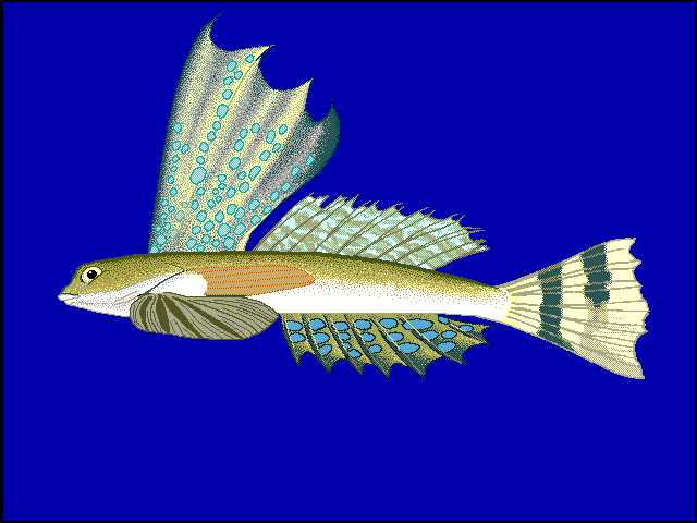 Synchiropus rameus