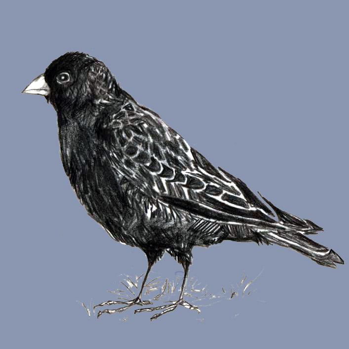Black Lark