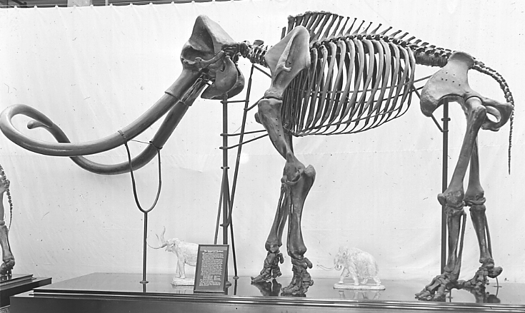Imperial mammoth