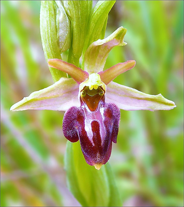 Ophrys caucasica