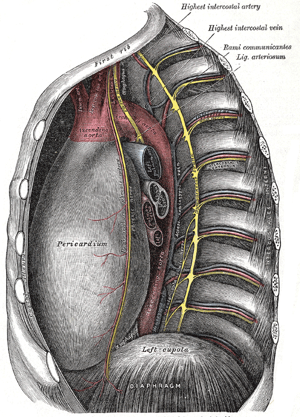 pericardiacophrenic artery