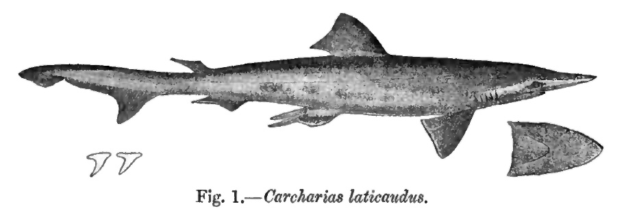 Scoliodon