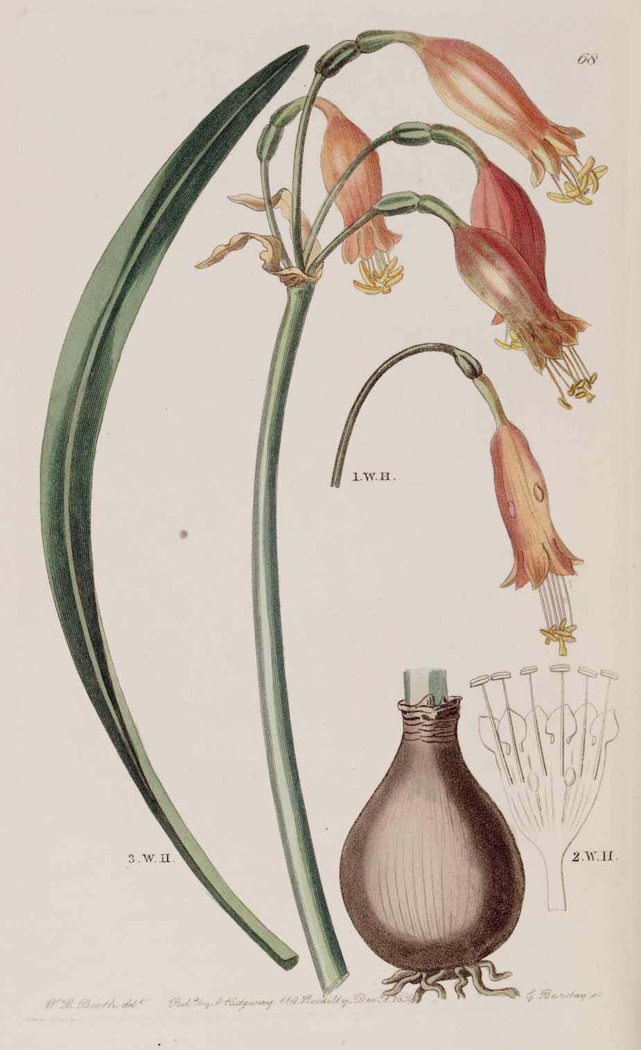 Stenomesson
