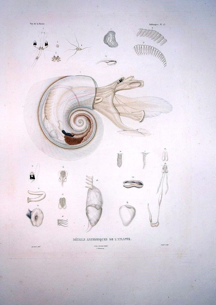 Atlantidae